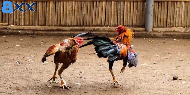 Chia sẻ kinh nghiệm tham gia cá cược một cách hiệu quả