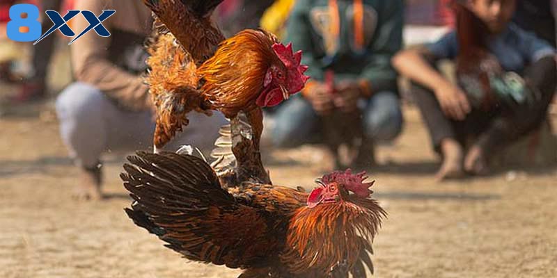 Mẹo tham gia đặt cược bất bại dành cho người mới