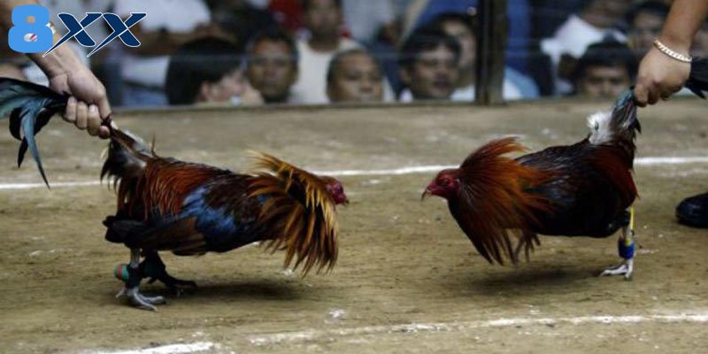 Vài nét sơ lược về hình thức đá gà SV128